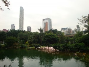 Flamingo Teich im Kowloon Park